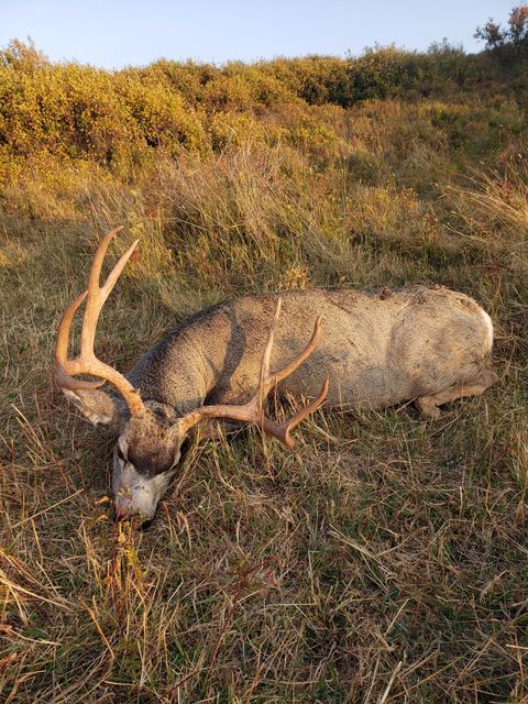 Saskatchewan Archery Mule Deer Hunt Guidefitter