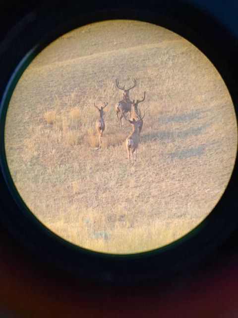 Saskatchewan Archery Mule Deer Hunt Guidefitter