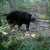 French River Bear Outfitters (FRBO)