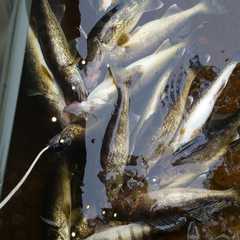 Photo by Basswood Trails Guide Service