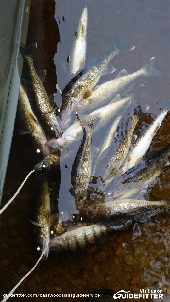 Enlarged photo by Basswood Trails Guide Service