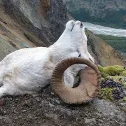 Alaska's Greatland Outfitter