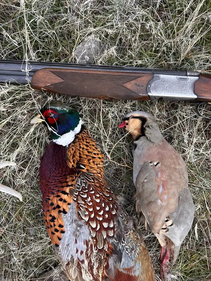 Fast birds don't stand a chance