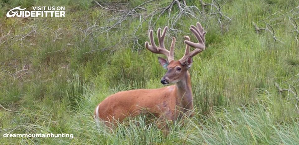 Enlarged photo by Dream Mountain Hunting