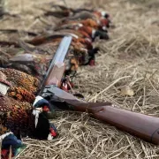 Pheasant Cove Outfitters