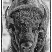 Hi Mountain Bison & Buffalo Hunts