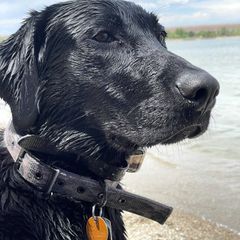 Every day is training day! Anybody else counting down to duck season? 🦆