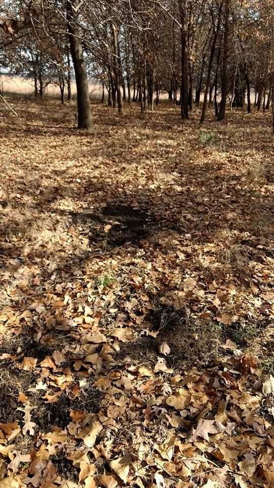 Enlarged photo by BR Outfitters