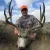 Wyoming Wildlife Outfitters  Muledeer,Whitetail,Antelope Hunts