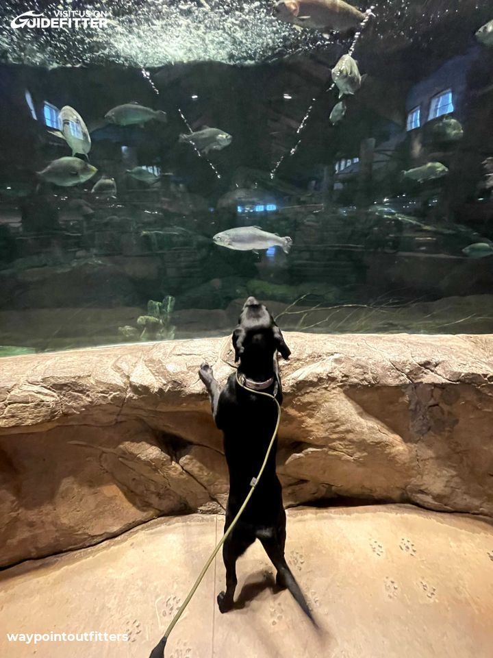 Enlarged photo by Waypoint Outfitters