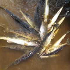 Photo by Basswood Trails Guide Service