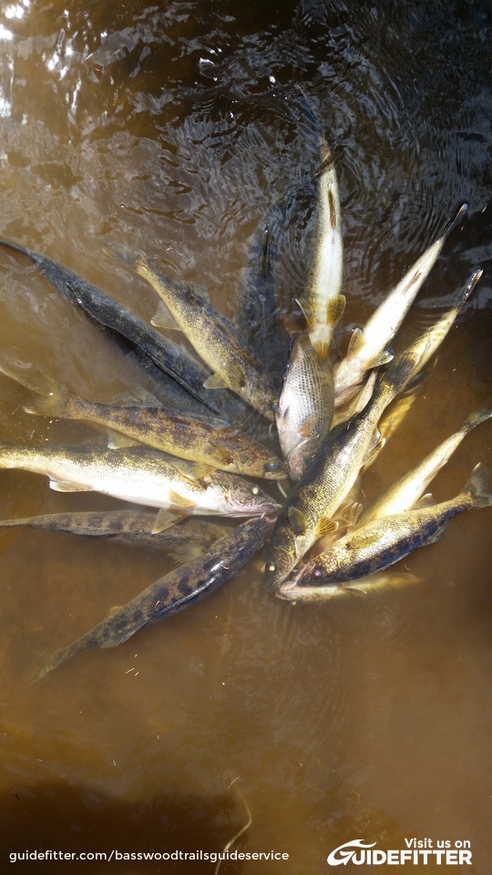 Enlarged photo by Basswood Trails Guide Service