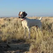 Sage Grouse Safari Upland outfitter