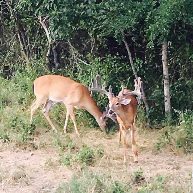 Choctaw Hunting Lodge, Blanco, OK Blanco, Okla... Guidefitter
