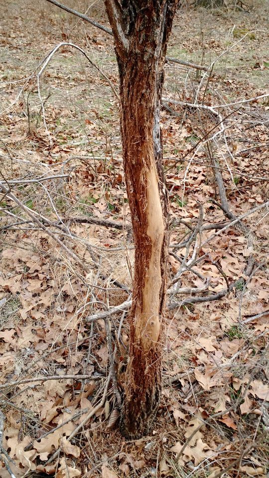 Enlarged photo by BR Outfitters