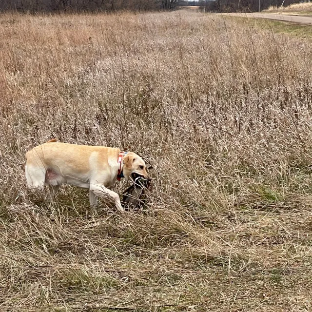 I upland bird hunt with two labs and they are always stru...