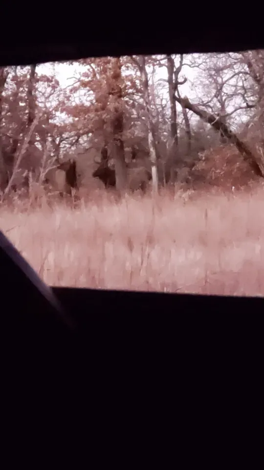 Elk walking up on me while I'm in my blind