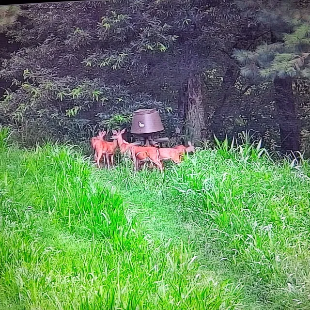 I use this feeder in my backyard food plot. The feeder is...