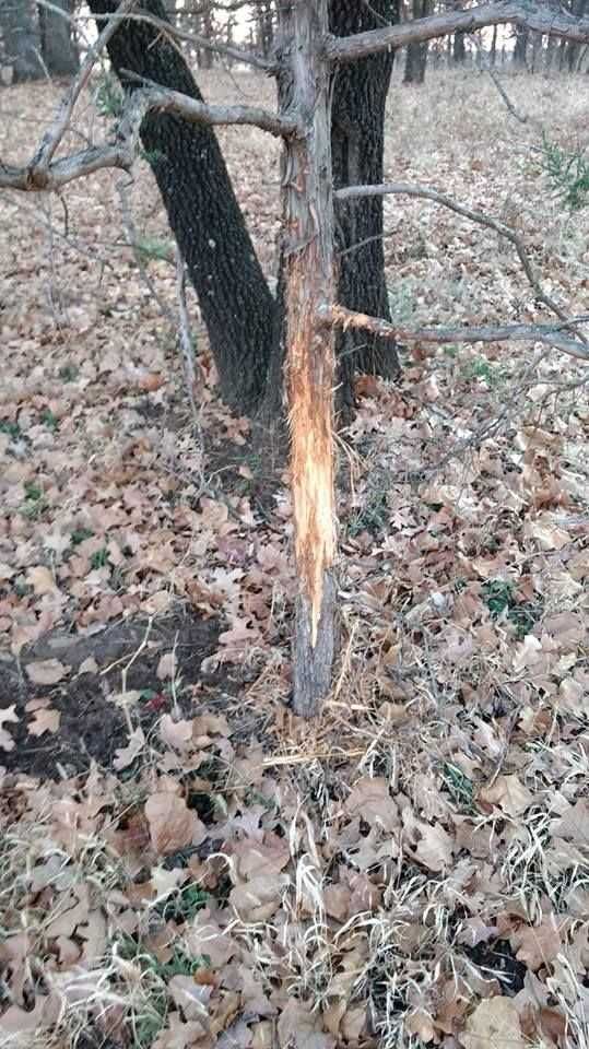 Enlarged photo by BR Outfitters