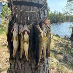 Photo by Basswood Trails Guide Service