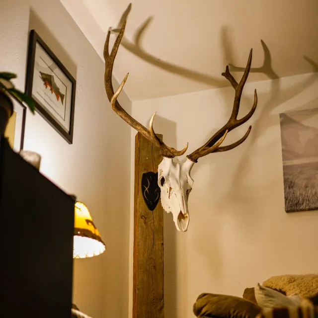 Was looking for a product to hang my euro elk from the 20...