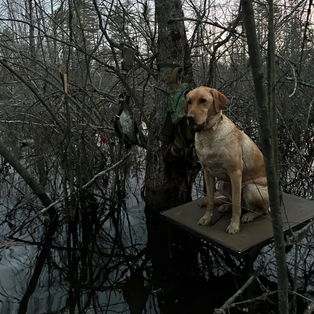 Alpz Outdoors Dog Stand – Field-Tested Performance

I pac...