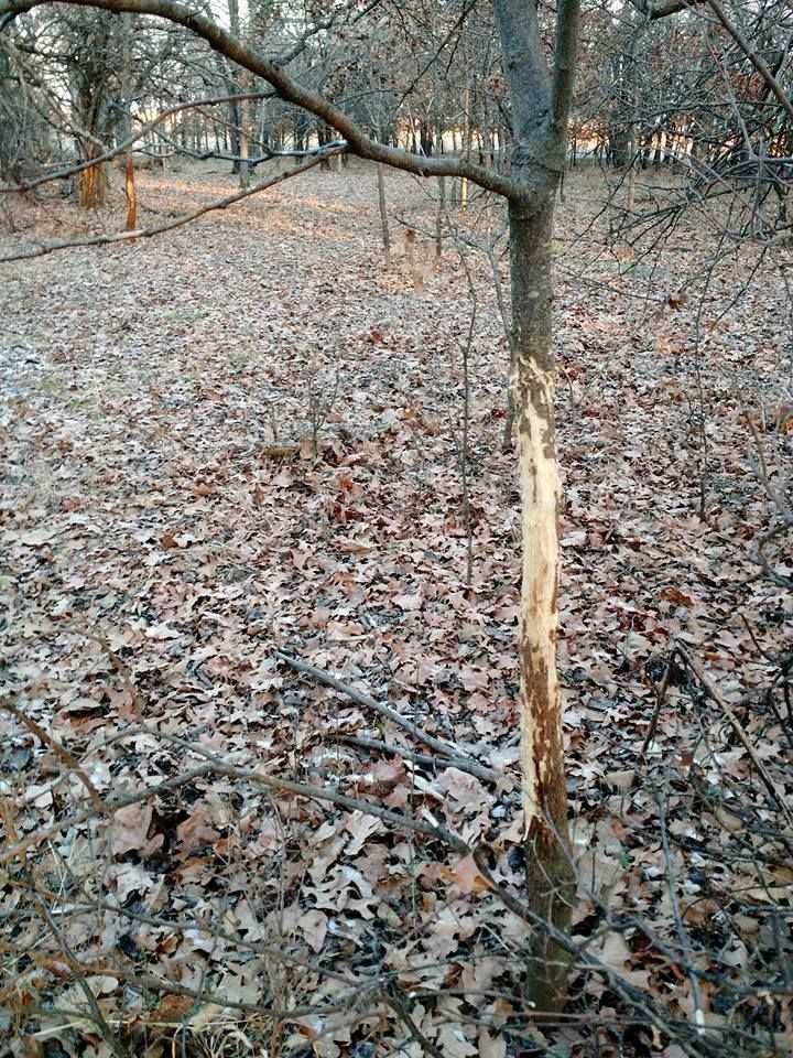 Enlarged photo by BR Outfitters