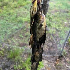 Photo by Basswood Trails Guide Service