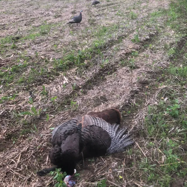 I was very pleasantly surprised by how good these decoys ...