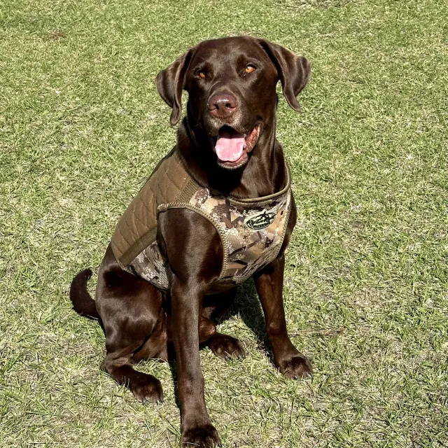 Bloodline Dog Vest Guidefitter