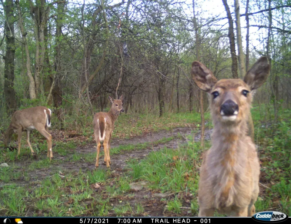 I have added a mix of daytime/nighttime pics of the Strob...
