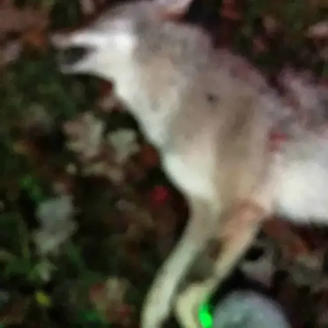 I started shooting lighted nocks several years ago and sp...