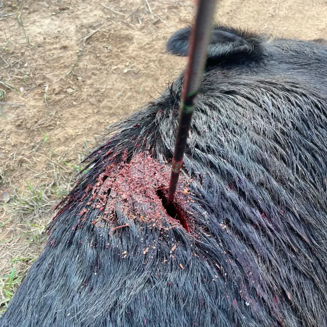 Great broadhead! Flies great and cuts even better. My onl...