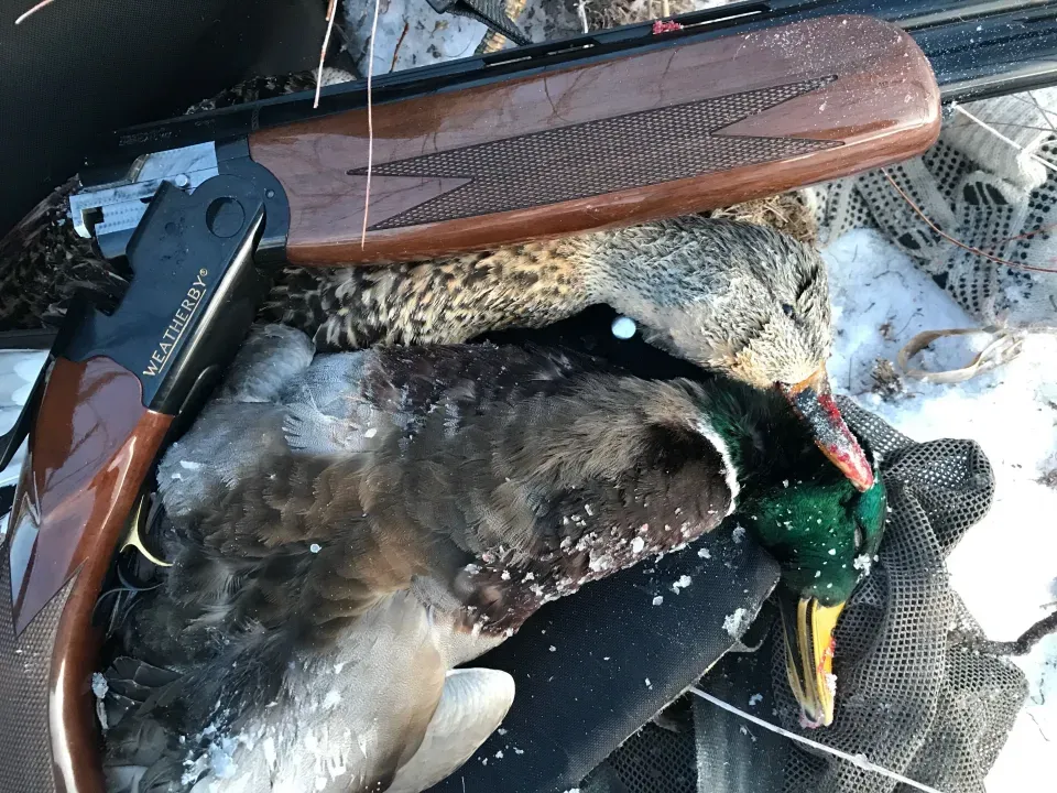 Late in the Colorado winter and waterfowl is at the top o...