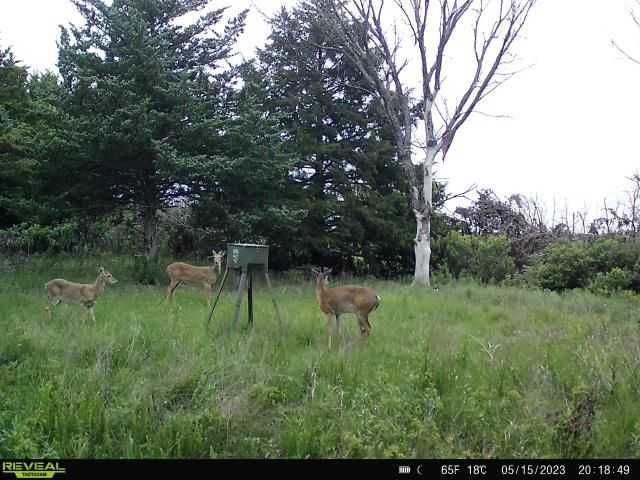 Enlarged photo by BR Outfitters