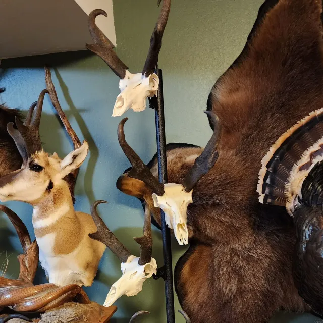 I bought this tree to display our family Wyoming antelope...