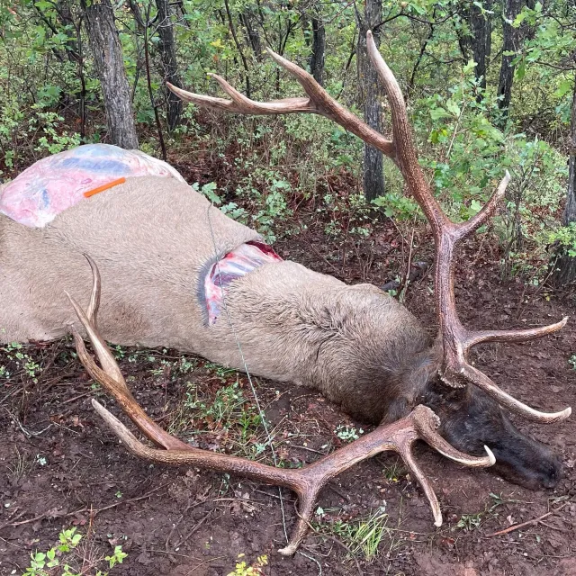 Used this system on a recent LARGE bull elk. Boned out th...
