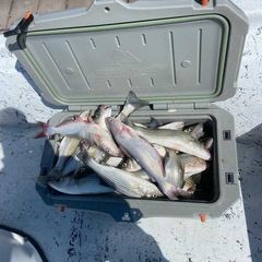 Photo by Troys Guide Service