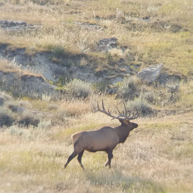 I guide elk, antelope, and mule deer in Eastern Wyoming a...