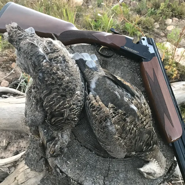 Opening day of grouse season in Colorado during a pandemi...