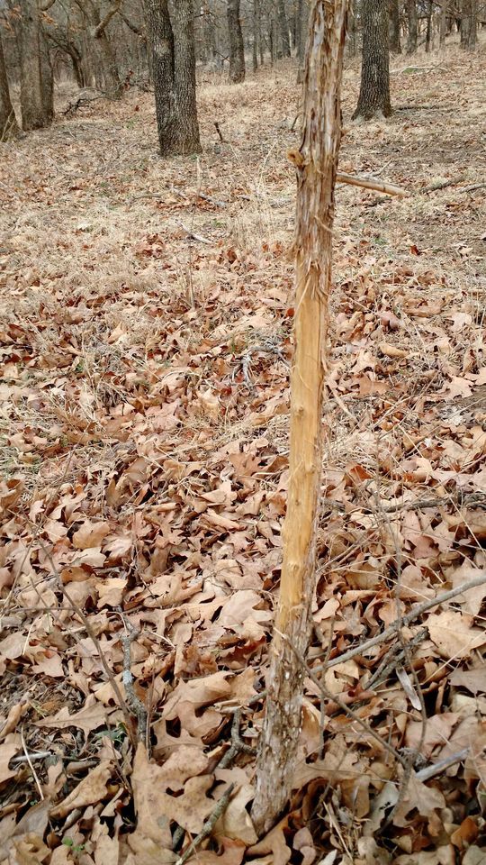 Enlarged photo by BR Outfitters