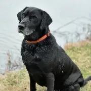 Reel Shot Sportsman Inc.