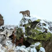 New Mexico Cowboy Outfitters