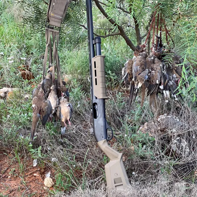 I bring MOJO on all my dove trips (3-4 per year) and ever...