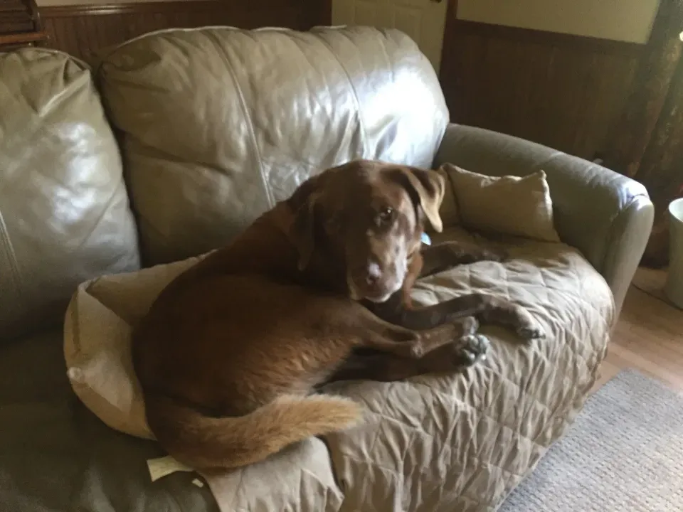 Great to protect the couch from a big lab