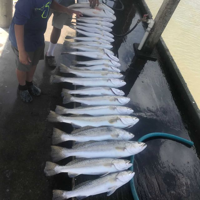 They are sharp and strong.  They let they bait swim natur...