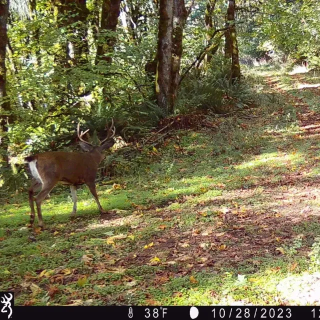 I have used trail cameras since they first came on the ma...