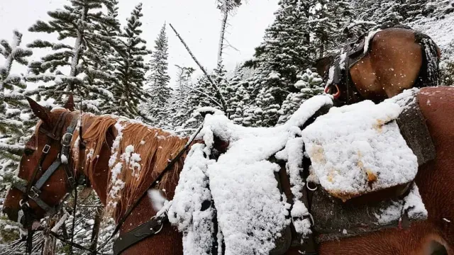 Backpacks & Gear cover