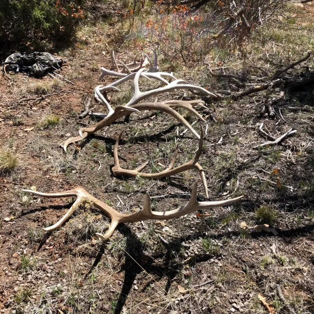 I hunt antlers year around other then a couple winter mon...