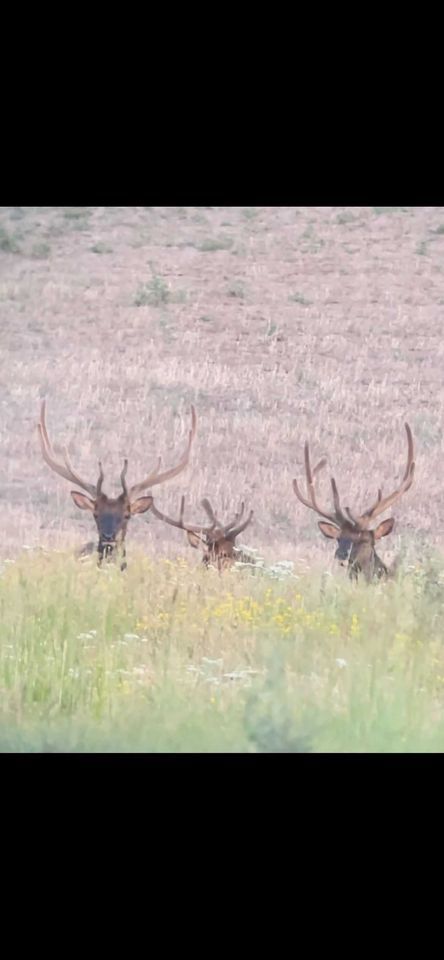 Enlarged photo by BASK Outfitters